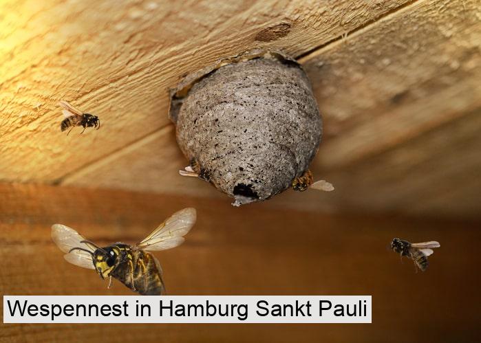 Wespennest in Hamburg Sankt Pauli